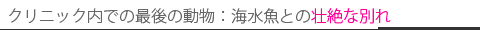 クリニック内での最後の動物 海水魚との壮絶な別れ